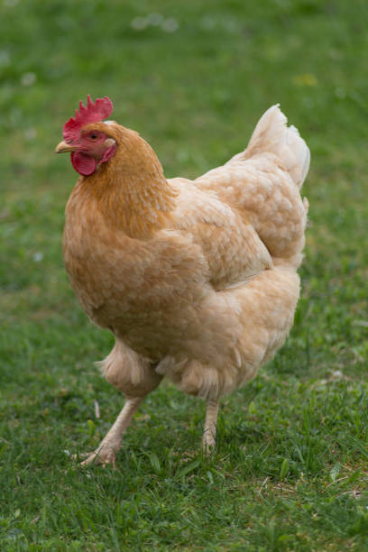istock happy chicken at eastern in south germany on green grass 668786118