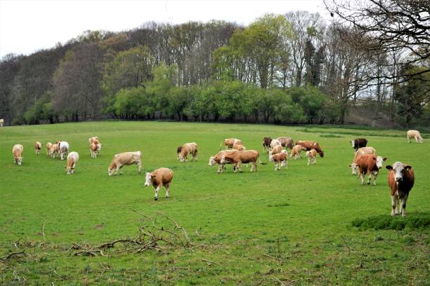 istock cows and calves in a field 668786148