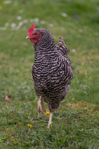 istock happy chicken at eastern in south germany on green grass 668786218
