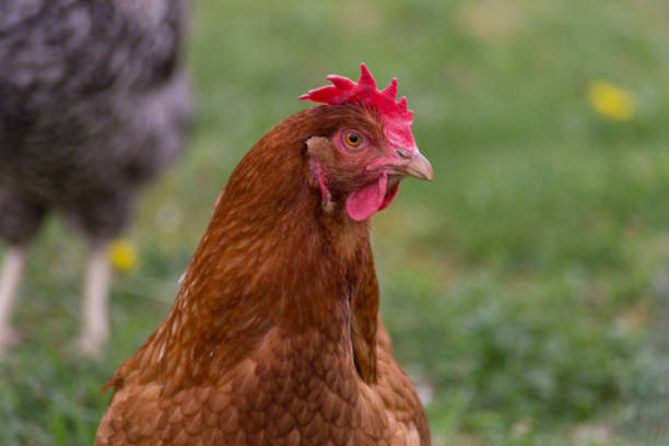 istock happy chicken at eastern in south germany on green grass 668786288