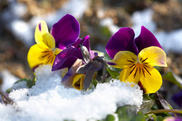 istock Season's snow and Pansy 668786306