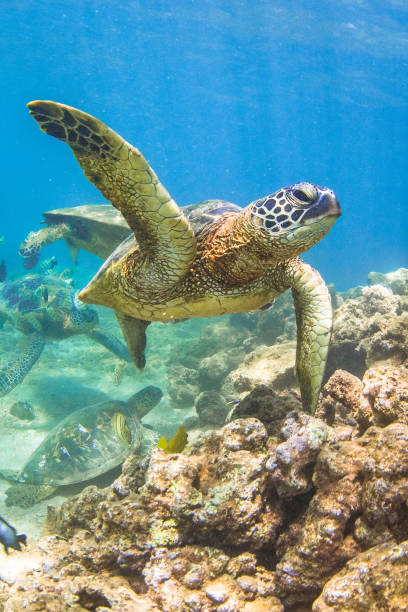 piękny hawajski zielony żółw morski - sea turtle coral turtle green sea turtle zdjęcia i obrazy z banku zdjęć