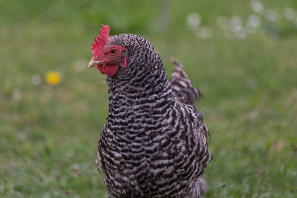 istock happy chicken at eastern in south germany on green grass 668786380