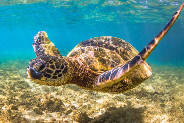 istock Beautiful Hawaiian Green Sea Turtle 668786402