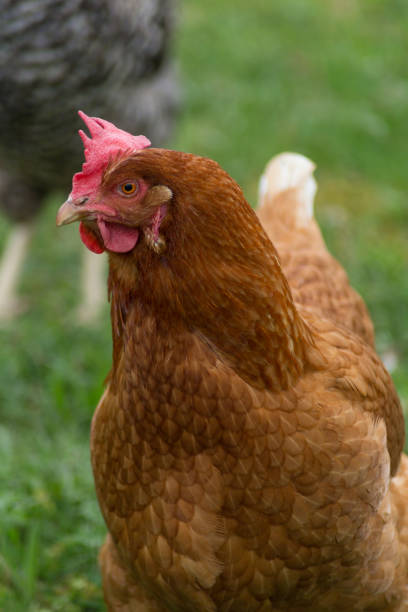 istock happy chicken at eastern in south germany on green grass 668786478
