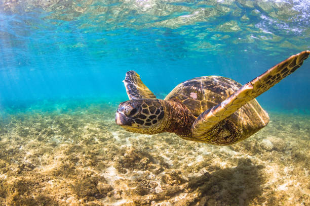istock Beautiful Hawaiian Green Sea Turtle 668786488