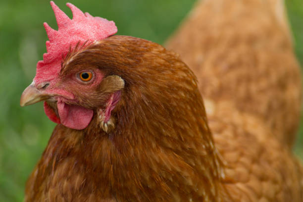 istock happy chicken at eastern in south germany on green grass 668786508