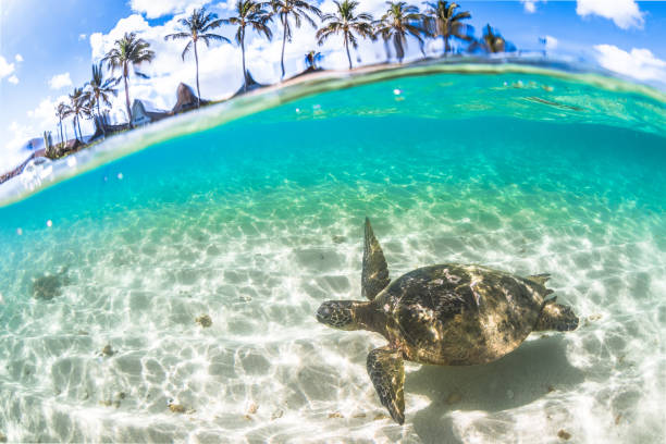istock Beautiful Hawaiian Green Sea Turtle 668786562