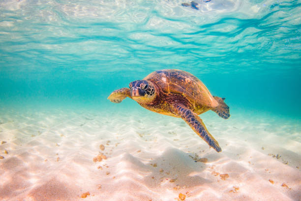 istock Beautiful Hawaiian Green Sea Turtle 668786700