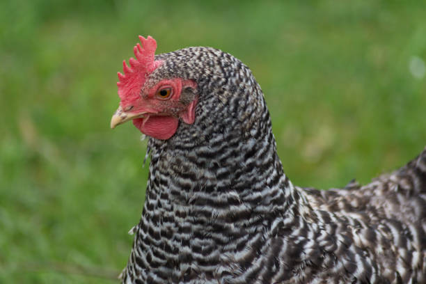istock happy chicken at eastern in south germany on green grass 668786752