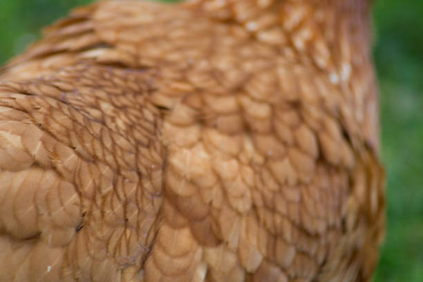 istock happy chicken at eastern in south germany on green grass 668786896