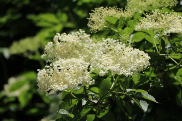 istock White flower of black elderberry in spring 668795812