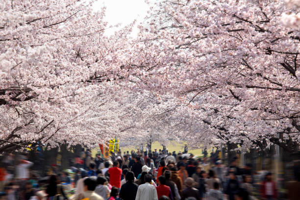 istock World Expo Park cherry blossom 668799258