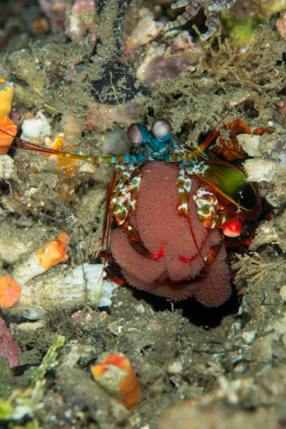 istock peacock mantis shrimp  with eggs - odontodactylus scyllarus 668799294