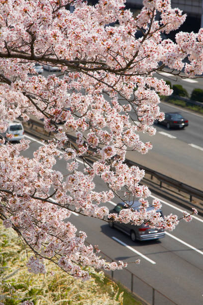 istock China Road and cherry blossoms 668799914