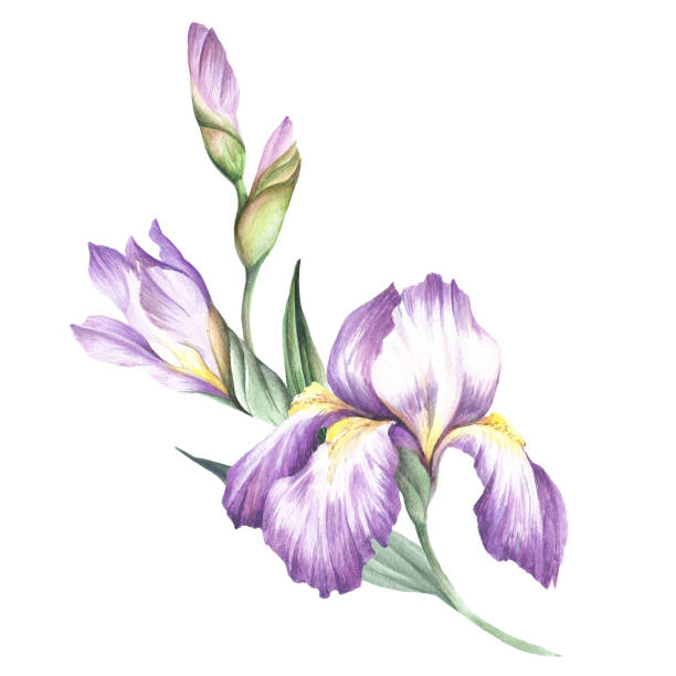 The composition of irises. Hand draw watercolor illustration The composition of irises. Hand draw watercolor illustration. blue iris stock illustrations