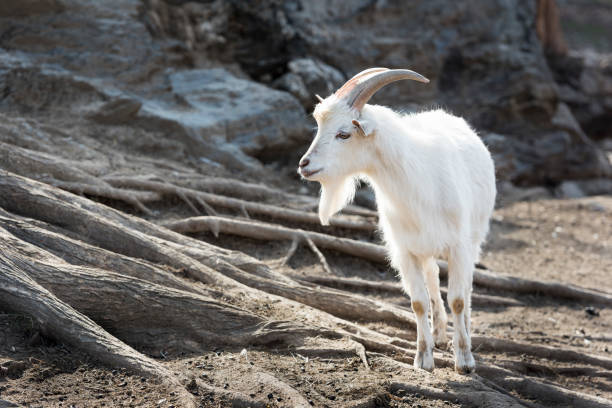 goat
