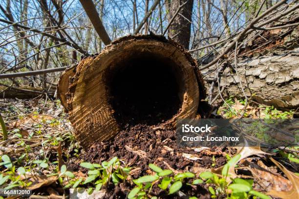 Hollo Log Stock Photo - Download Image Now - Abandoned, Abstract, Aging Process