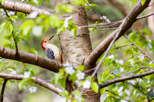 Woodpeckers nest in trees of North Carolina