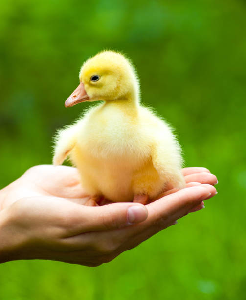 istock Little yellow duckling on human hands 668814968