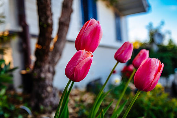 istock Close-Up Of Pink Flower 668821787