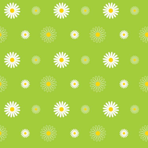 ilustraciones, imágenes clip art, dibujos animados e iconos de stock de daisy de patrones sin fisuras - chamomile plant chamomile flower daisy