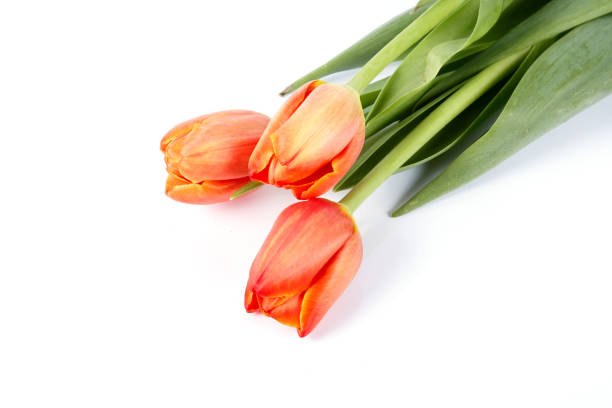 istock The bouquet of red tulips 668824728