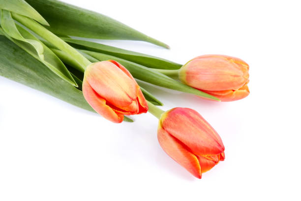istock The bouquet of red tulips 668824800
