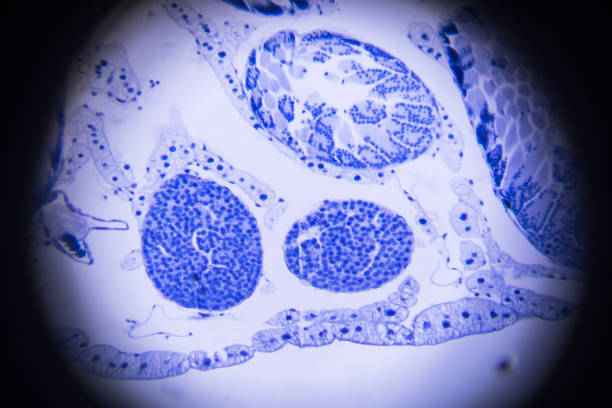 meiosis of grasshopper in microscope