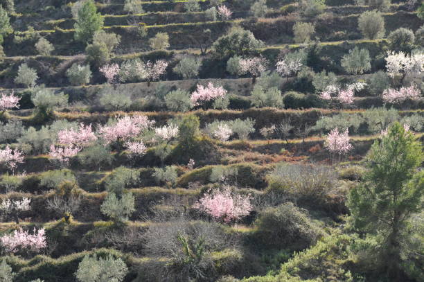 istock Almond blossom in Spain 668832430