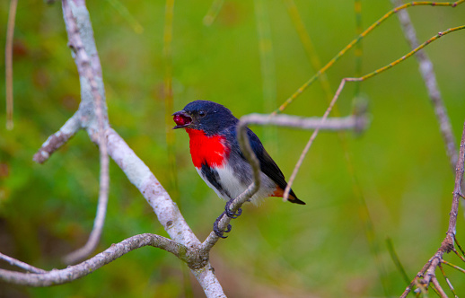 The mistletoe birds(females duller, with grey streak on belly) are gorging themselves on the berries of a ground based plant that can be found sprawling along the water-logged swampy ground. They are perching on mangrove and allocasuarina grove.