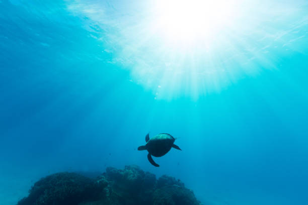 Sea Turtle Illuminated by Sun Beams stock photo