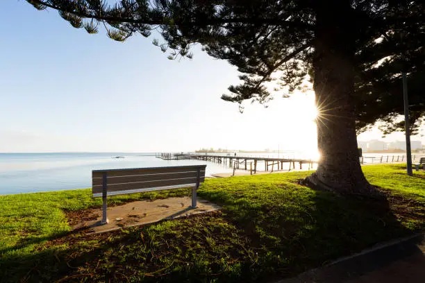 An empty foreshore seat under a pine tree in Port Lincoln, Australia.