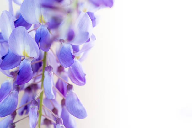 Close Up Purple Wisteria On White Background