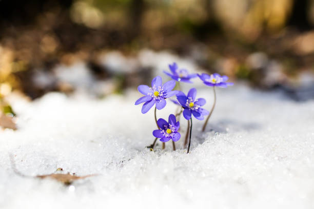 campanillas de primavera azul en la nieve - nobilis fotografías e imágenes de stock