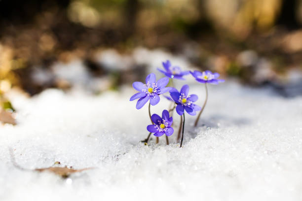 perce-neige de printemps bleu sur la neige - nobilis photos et images de collection