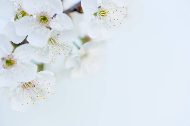 istock Wild White Cherry Blossom On White Background - Close Up 668837448