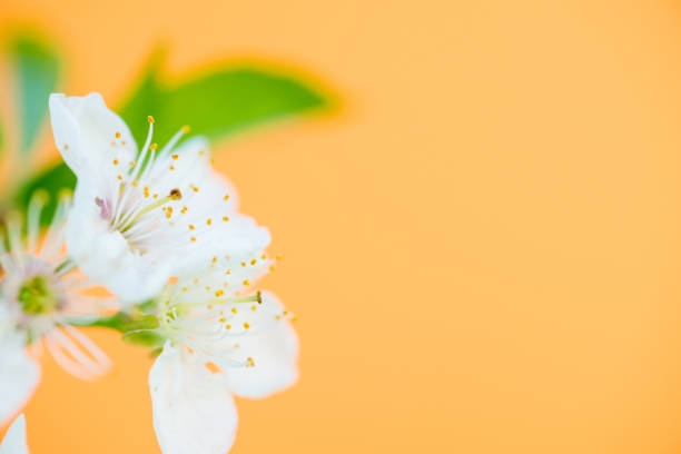 Wild White Cherry Blossom On Yellow  Background - Close Up