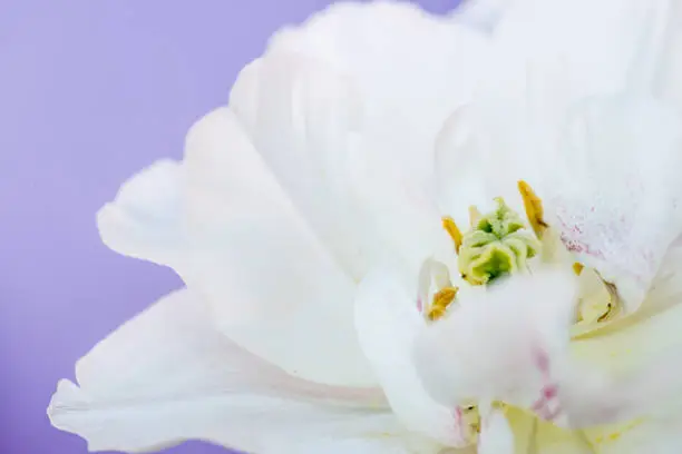 Close Up WhiteTulip Flower On Purple Background