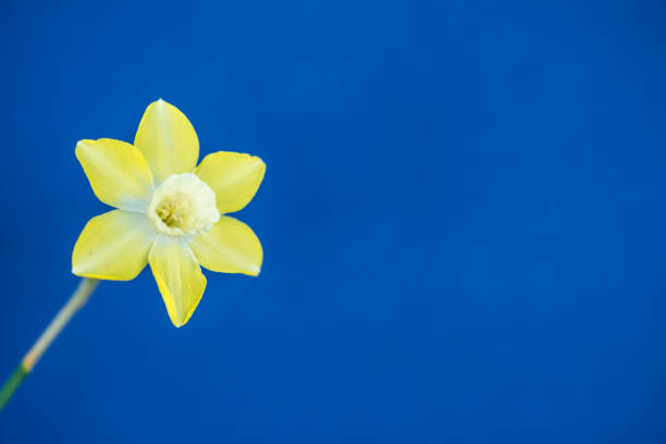 Yellow Daffodil Flower On Blue Background - Close Up