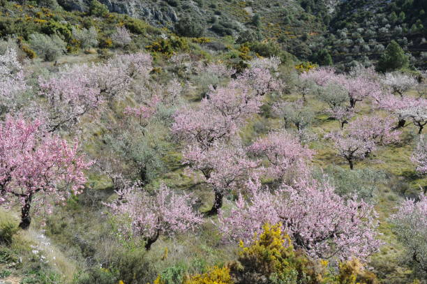 istock Almond blossom in Spain 668837692
