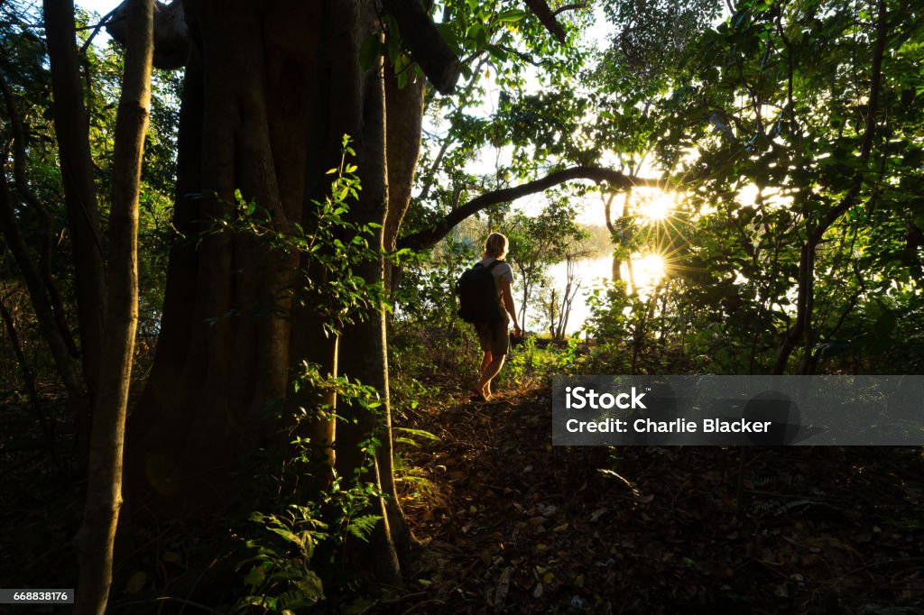 Sunlight Illuminates the Jungle Around a Hiker on a Trail A bushwalker on a forest trail is illuminated by the evening sun near Coffs Harbour, Australia. Australia Stock Photo