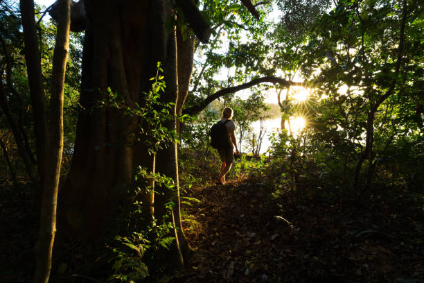 Sunlight Illuminates the Jungle Around a Hiker on a Trail A bushwalker on a forest trail is illuminated by the evening sun near Coffs Harbour, Australia. coffs harbour stock pictures, royalty-free photos & images