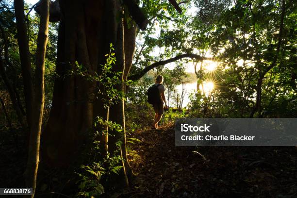 Sunlight Illuminates The Jungle Around A Hiker On A Trail Stock Photo - Download Image Now