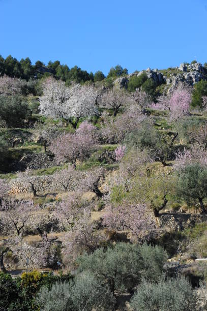 istock Almond blossom in Spain 668840782