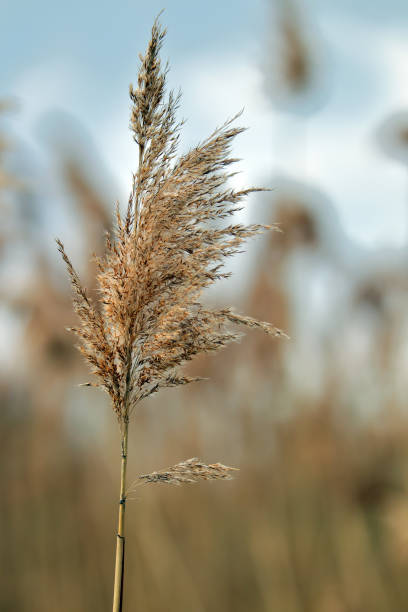 istock Pampas grass, dried and left from last season 668842910