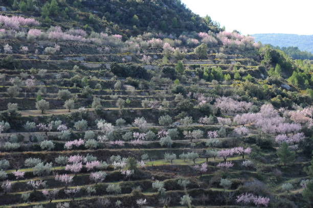 istock Almond blossom in Spain 668843058