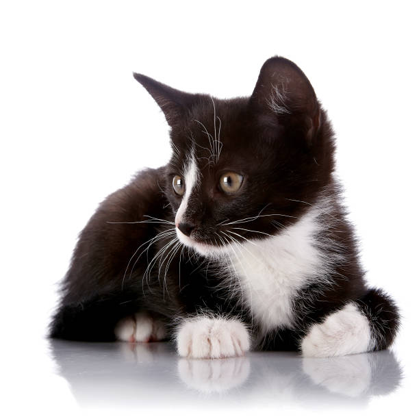 istock Black and white small kitten on a white background. 668843660