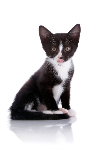 istock Black and white small kitten sits on a white background. 668843780