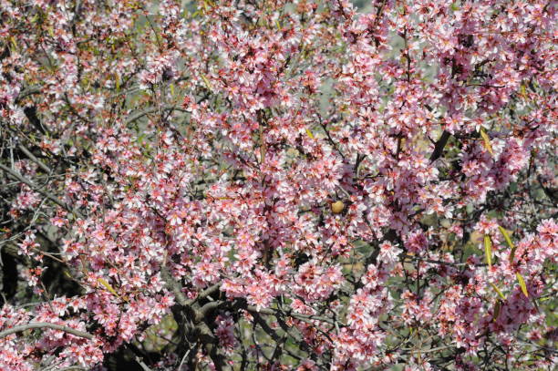 istock Almond blossom in Spain 668844162